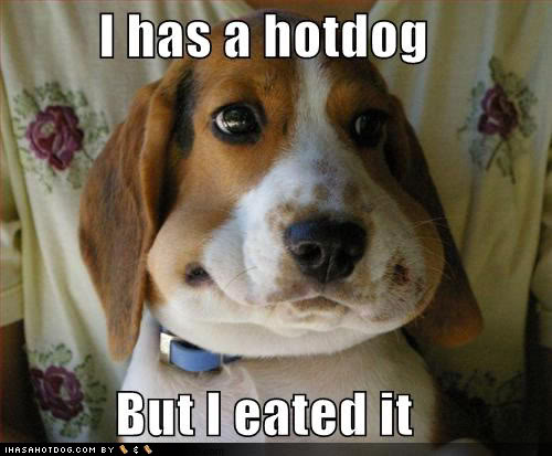 Name:  wtf-funny-dog-pictures-i-has-a-hotd.jpg
Views: 56
Size:  39.7 KB