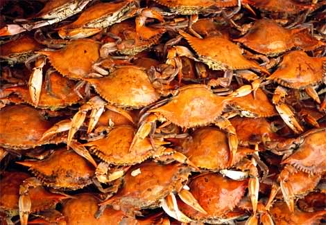 Name:  steamed-blue-crabs-714056-ga.jpg
Views: 14
Size:  37.5 KB