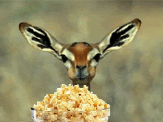 Name:  popcorn-gazelle.gif
Views: 31
Size:  271.4 KB