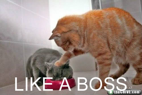 Name:  chive-like-a-boss-cat1.jpg
Views: 169
Size:  30.1 KB