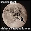 Official Irvine/OC Meet Thread-funny-pictures-basement-cat-wishes-you-happy-halloween.jpg