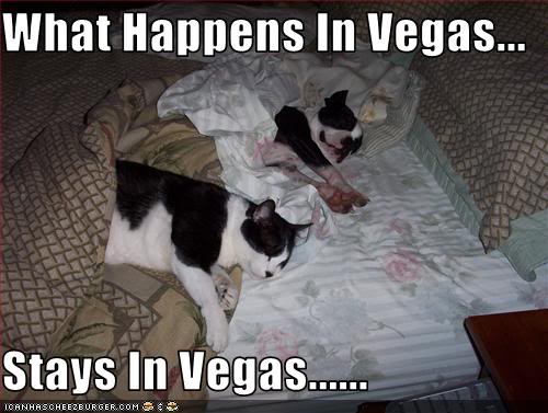 Name:  Vegascat-and-dog-.jpg
Views: 8
Size:  37.7 KB